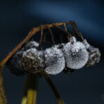 Frost im Garten