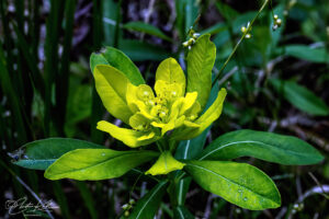 Schöne Natur