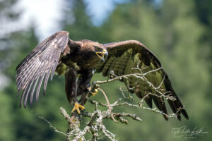 Greifvogelerlebnis startet die Saison 2025
